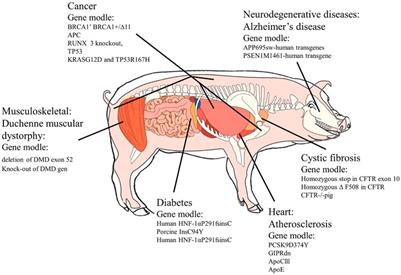 Application of the transgenic pig model in biomedical research: A review